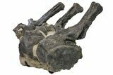 Sandstone Block With Three Articulated Diplodocus Vertebrae #113345-1